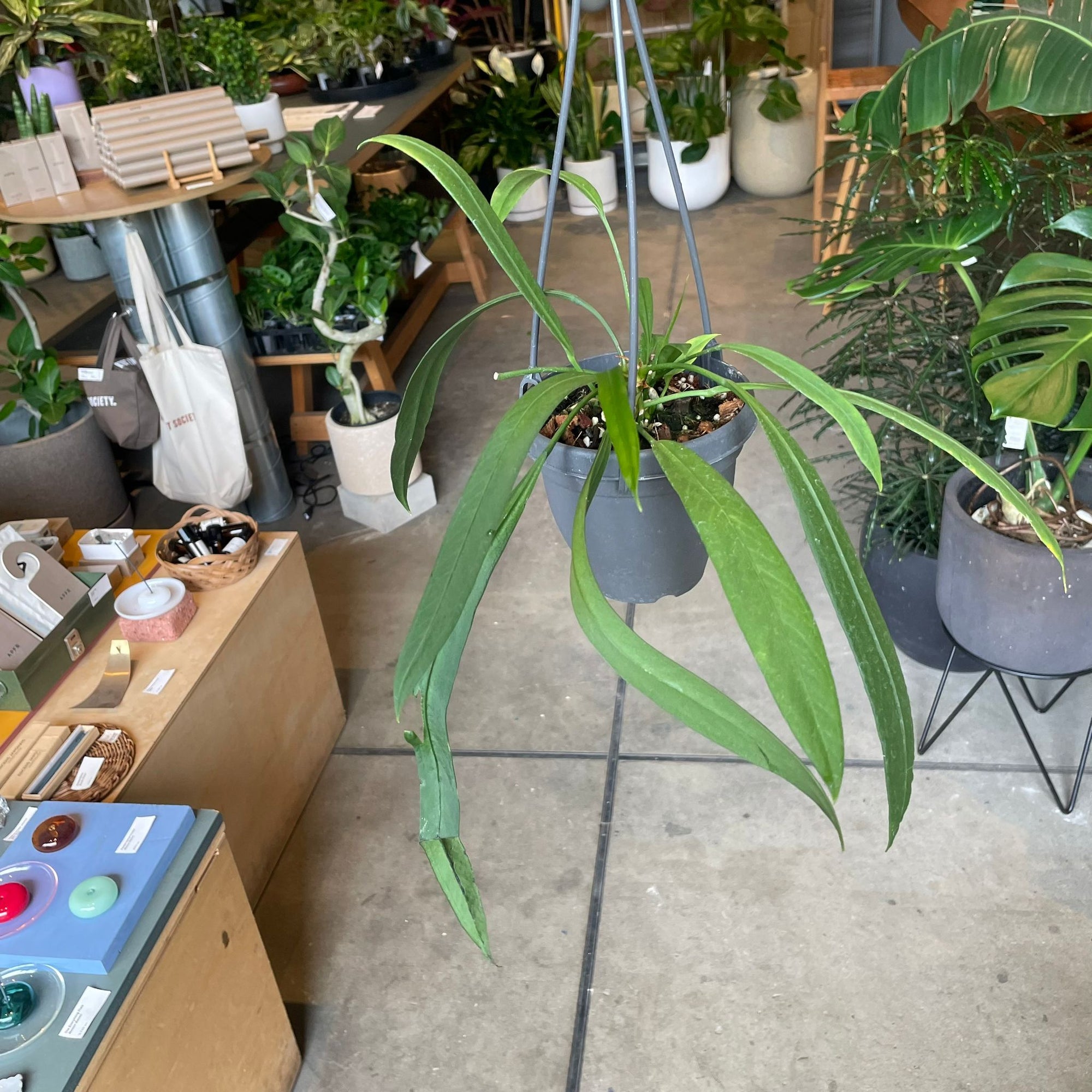 Anthurium Vittarifolium アンスリウム ビッタリフォリウム Size 4