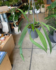 Anthurium Vittarifolium アンスリウム ビッタリフォリウム Size 4