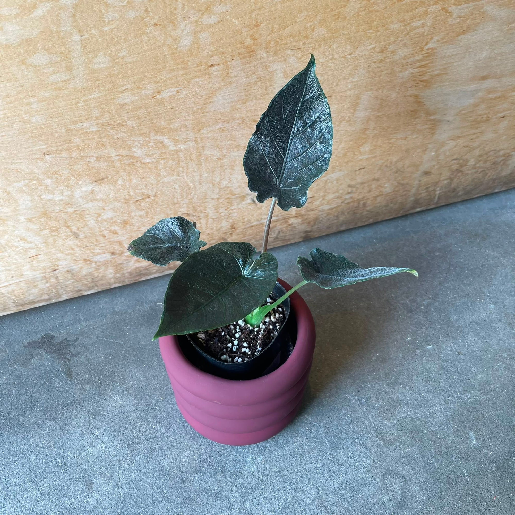 Alocasia アロカシア アントロベルベット Size 3