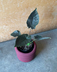 Alocasia アロカシア アントロベルベット Size 3