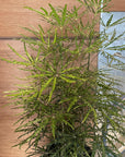 Schefflera elegantissima アラレヤ