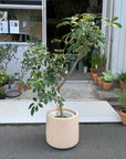 Dwarf Umbrella Tree   シェフレラ カポック 白斑入り