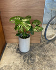 Fruit Salad Plant (Monstera deliciosa)  モンステラ デリシオーサ