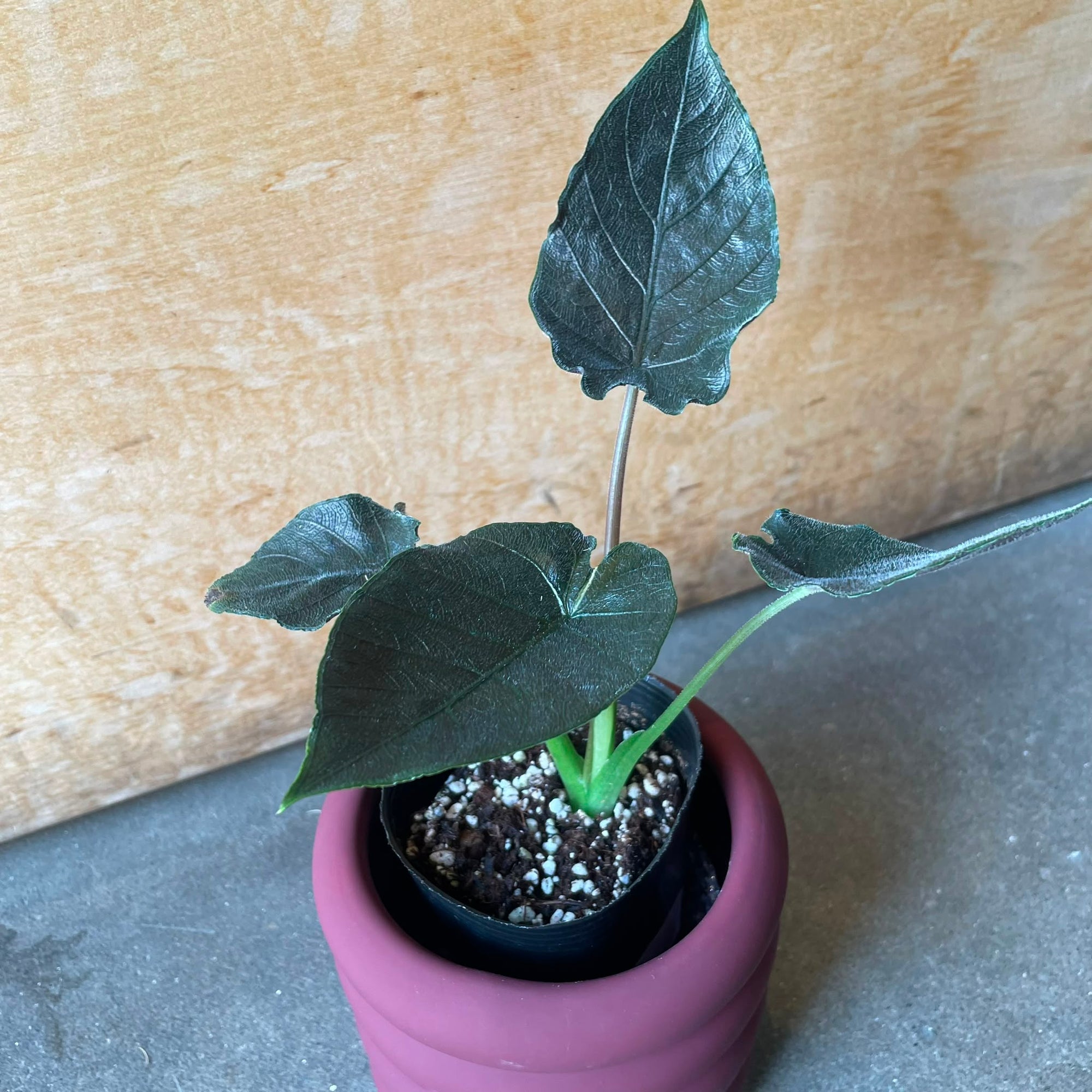 Alocasia アロカシア アントロベルベット Size 3