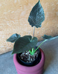 Alocasia アロカシア アントロベルベット Size 3