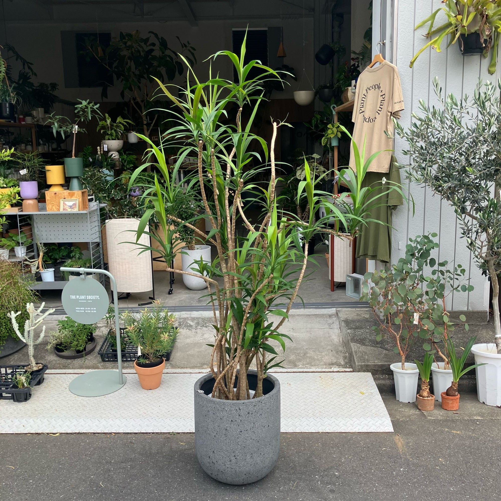 Good Luck Plant コルジリネ ストリクタ (青ドラ)