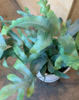Blue star fern フレボディウム ・ブルースター