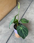 Anthurium Magnificum アンスリウム マグニフィカム Size 5