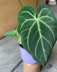 Anthurium Magnificum アンスリウム マグニフィカム Size 5