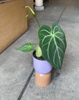 Anthurium Magnificum アンスリウム マグニフィカム Size 5