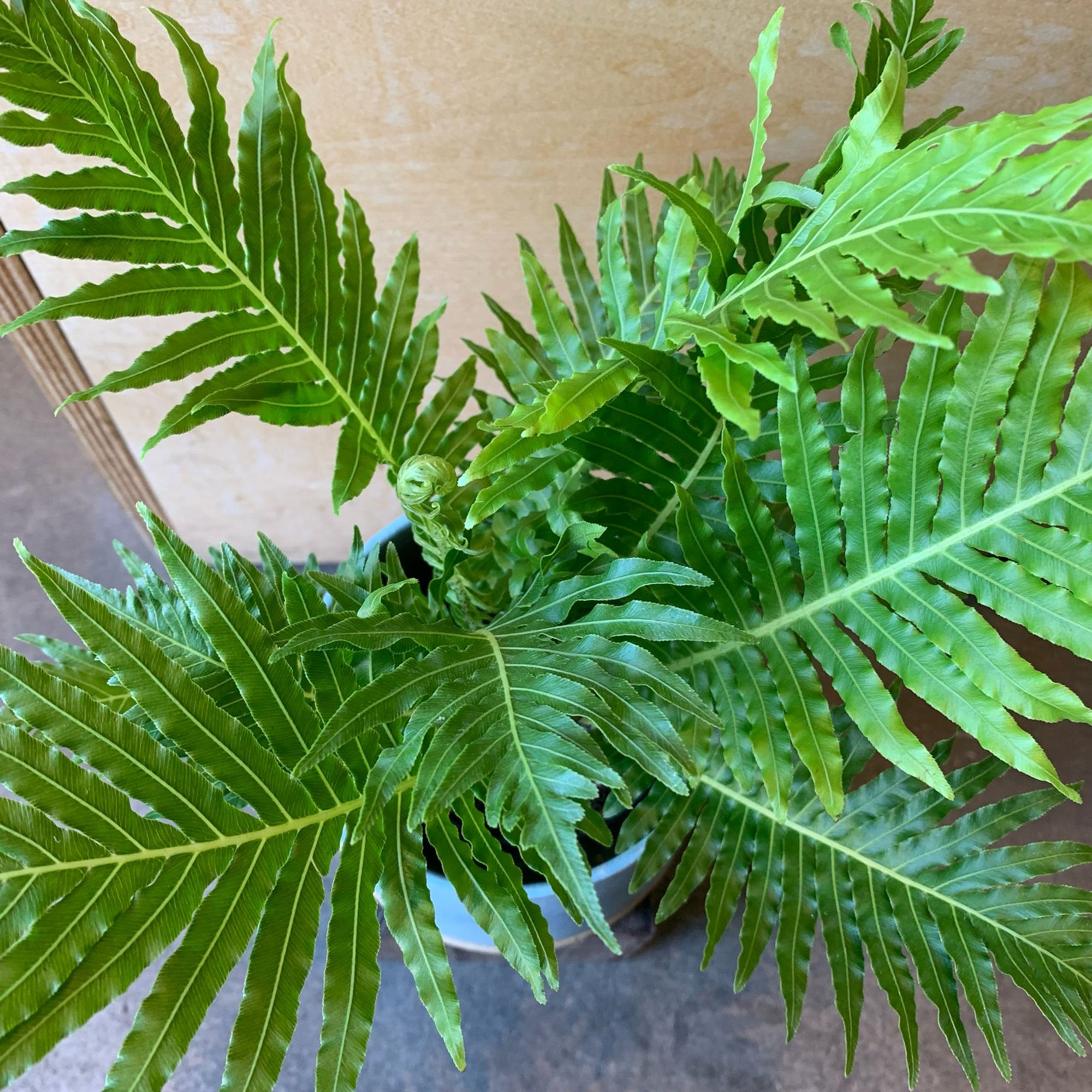 Blechnum gibbum 'Silver lady' ブレクナム シルバーレディ