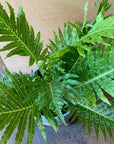 Blechnum gibbum 'Silver lady' ブレクナム シルバーレディ