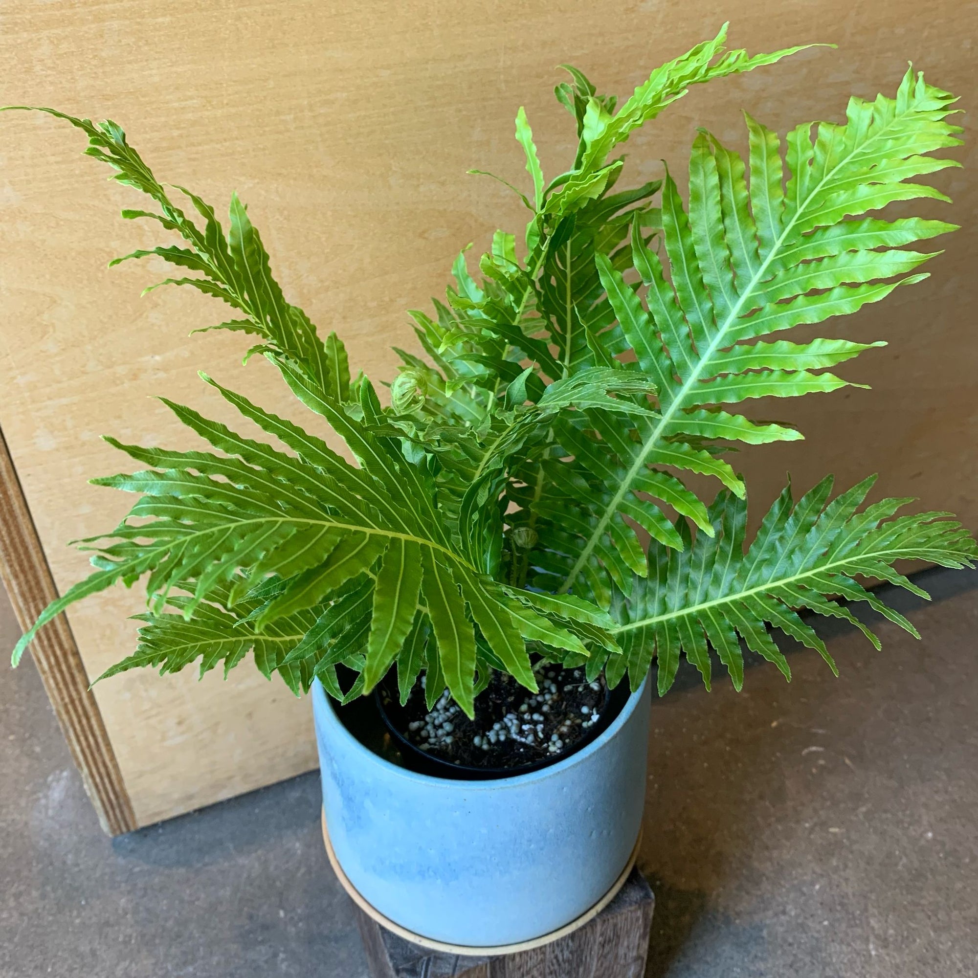 Blechnum gibbum 'Silver lady' ブレクナム シルバーレディ