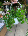 Aeschynanthus エスキナンサス モナリザ Size 3
