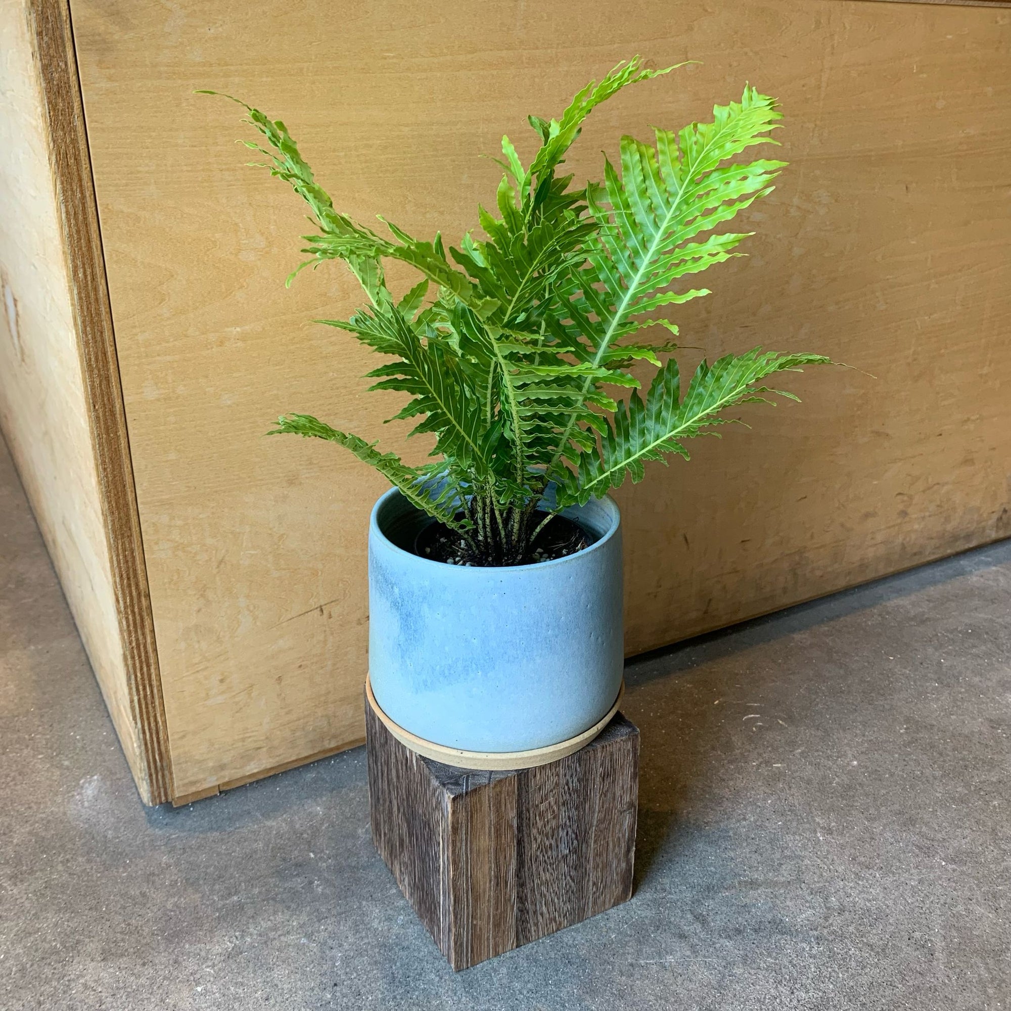 Blechnum gibbum 'Silver lady' ブレクナム シルバーレディ