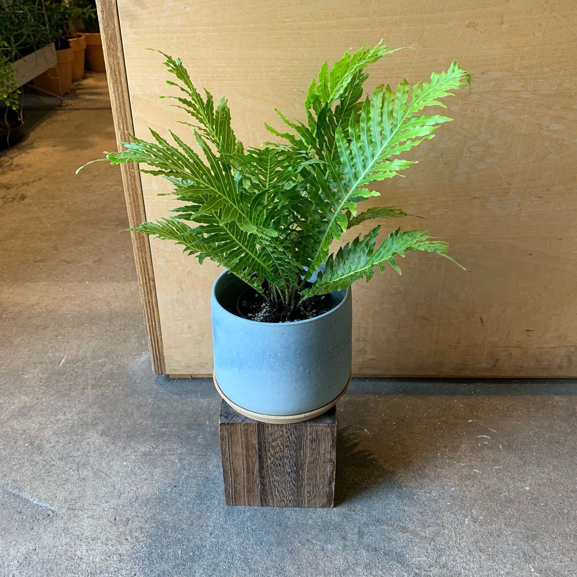 Blechnum gibbum 'Silver lady' ブレクナム シルバーレディ