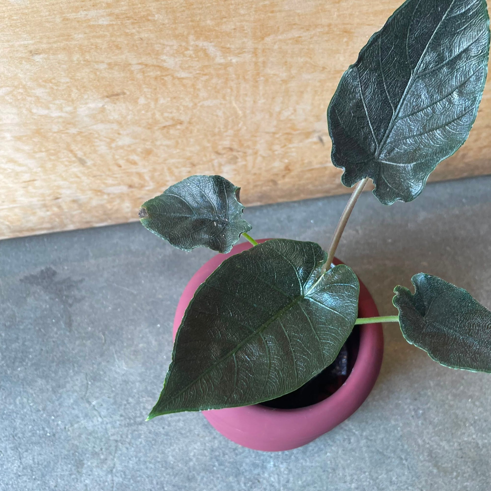 Alocasia アロカシア アントロベルベット Size 3