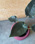 Alocasia アロカシア アントロベルベット Size 3