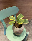 Hoya "Kerrii" ホヤ カーリー 斑入り