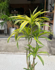 Dracaena dermensis “Warneckii” cv.Lemon Lime ドラセナ ワーネッキー レモンライム  Size 6