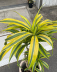 Dracaena dermensis “Warneckii” cv.Lemon Lime ドラセナ ワーネッキー レモンライム  Size 6