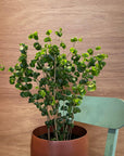 Ficus benjamina barok フィカス ベンジャミン バロック