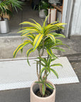 Dracaena dermensis “Warneckii” cv.Lemon Lime ドラセナ ワーネッキー レモンライム  Size 6