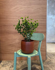 Ficus benjamina barok フィカス ベンジャミン バロック