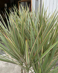 Dragon Tree ドラセナ コンシンネ トリカラー Size 7