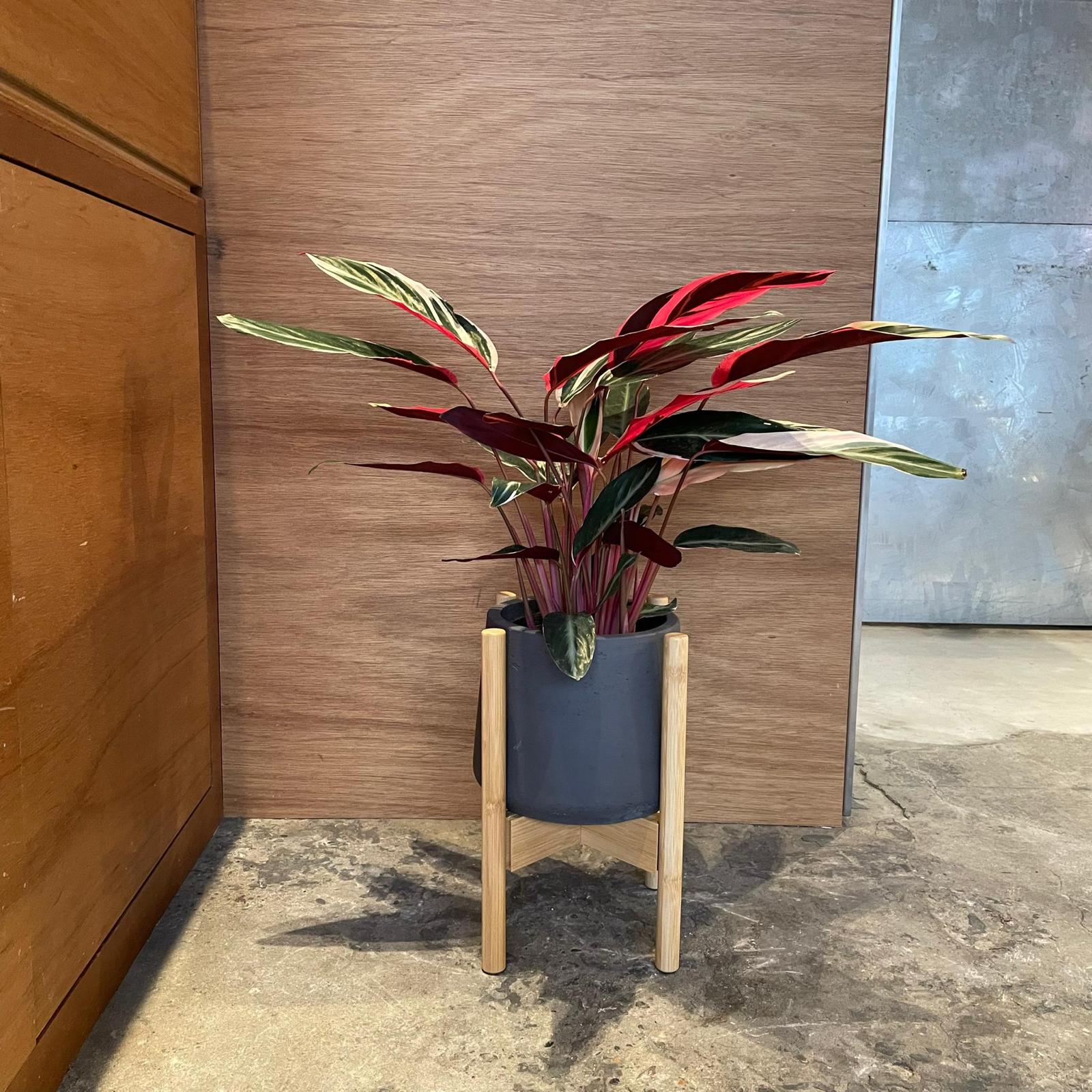 Calathea Stromanthe Triostar  カラテア ストロマンテ トリオスター