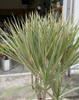 Dragon Tree ドラセナ コンシンネ トリカラー Size 7