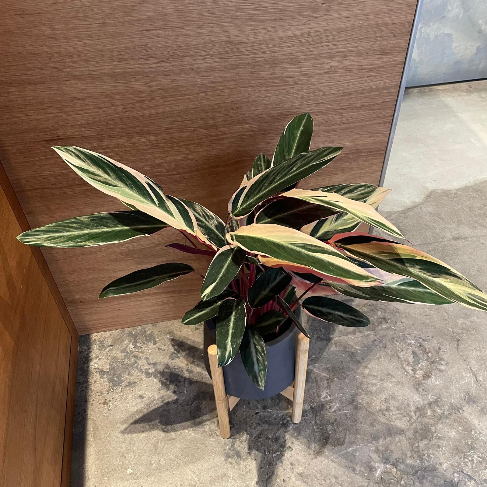 Calathea Stromanthe Triostar  カラテア ストロマンテ トリオスター