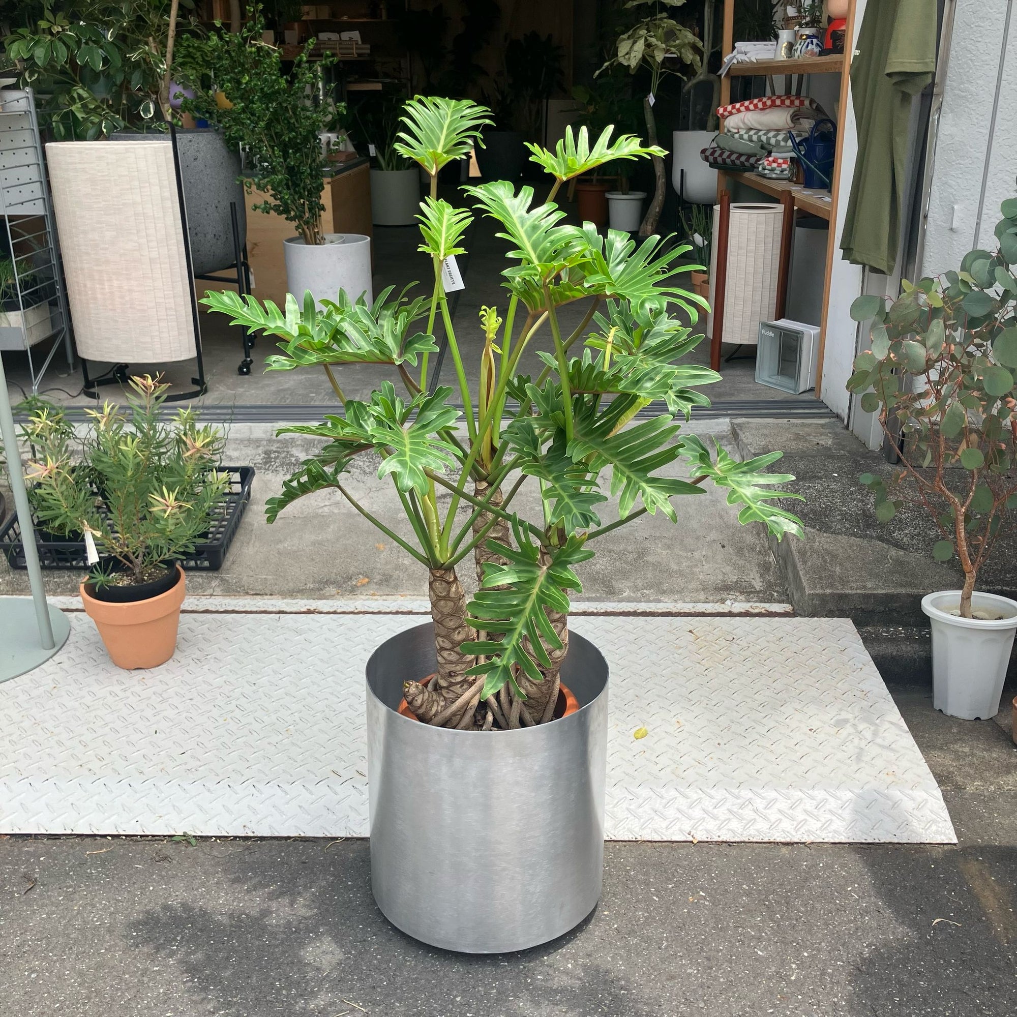 Philodendron 'Laughing kookaburra' フィロデンドロン クッカバラ ジャイアントザナドゥ