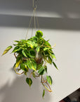 Philodendron 'Brasil' フィロデンドロン ブラジル