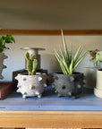 Spike Planter by Buzzby & Fang スパイクプランター
