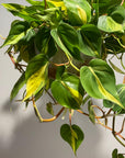 Philodendron 'Brasil' フィロデンドロン ブラジル