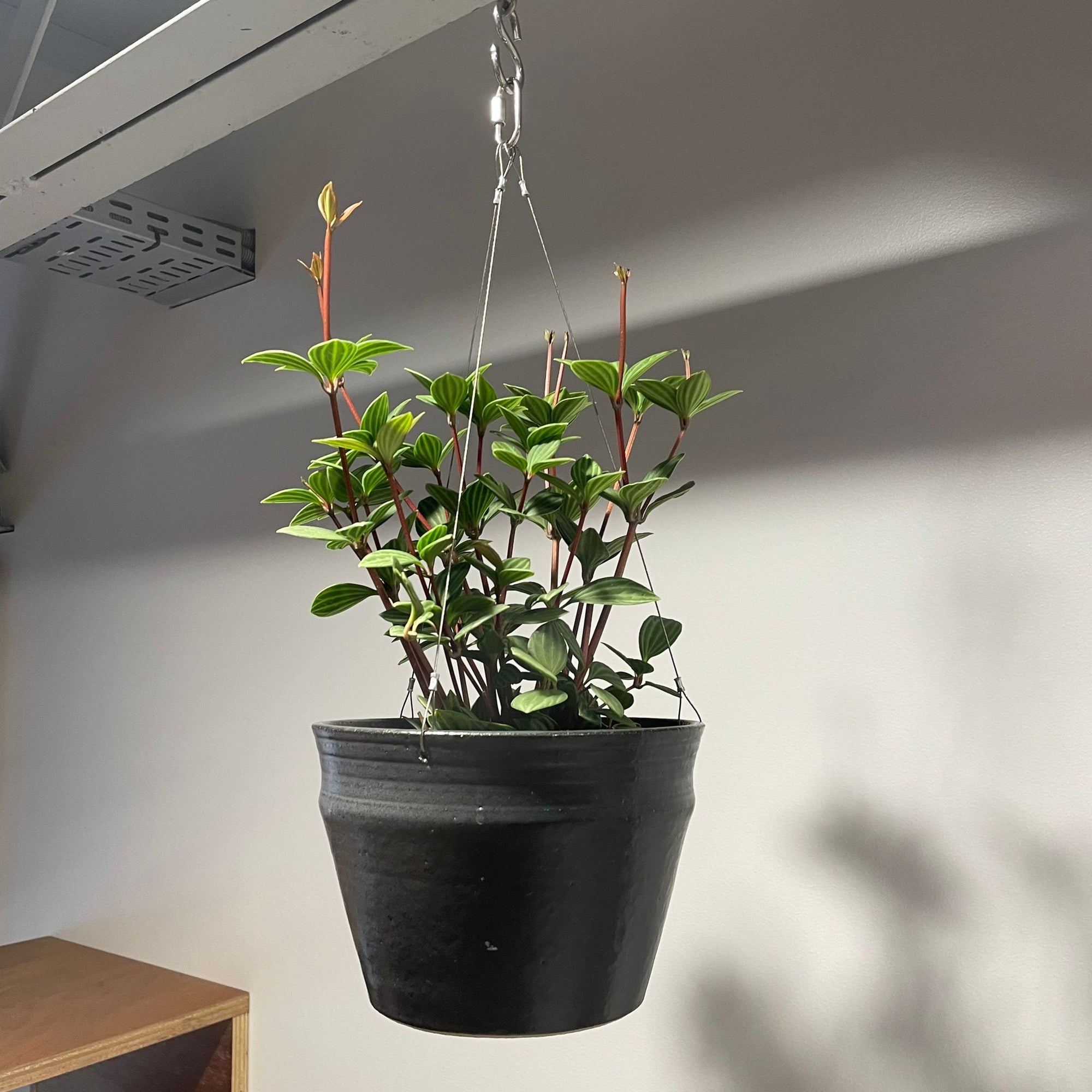 Peperomia pteolata ペペロミア プテオラータ