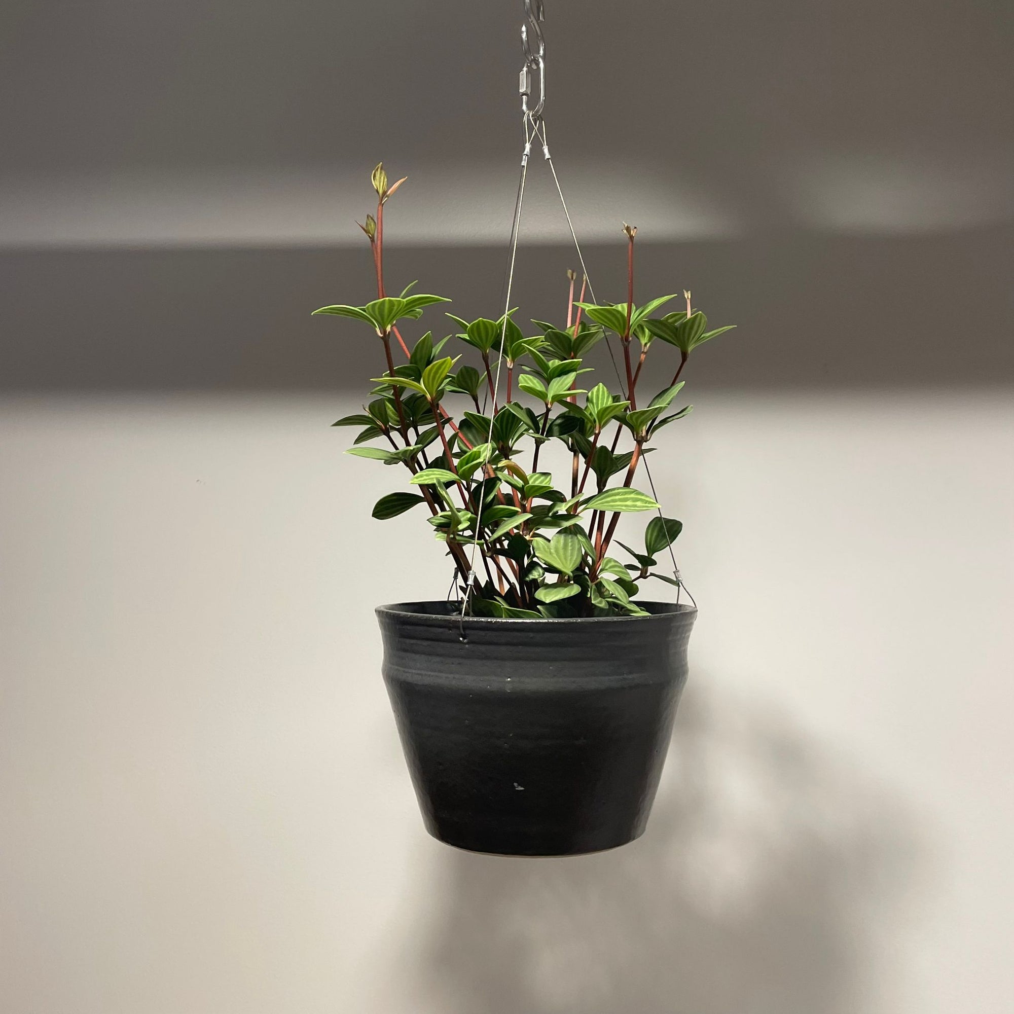 Peperomia pteolata ペペロミア プテオラータ