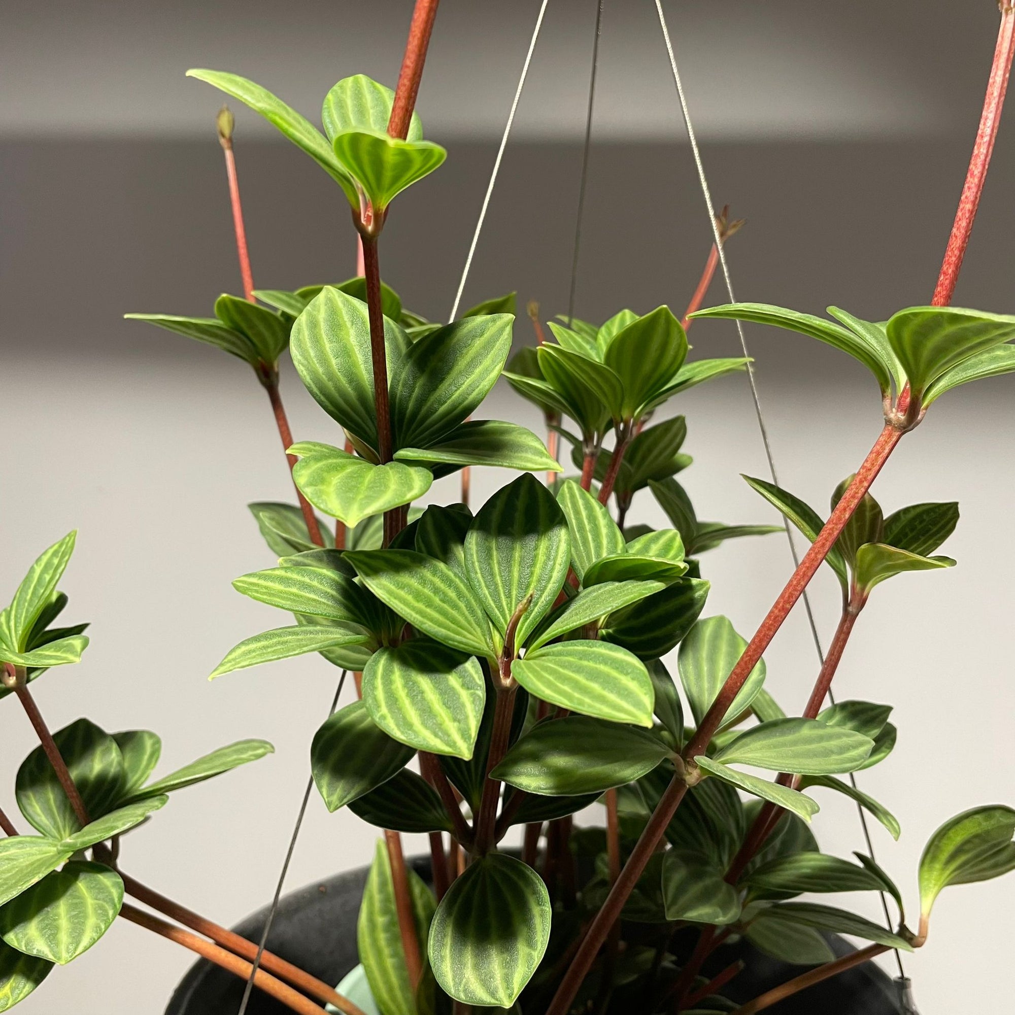 Peperomia pteolata ペペロミア プテオラータ