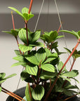 Peperomia pteolata ペペロミア プテオラータ