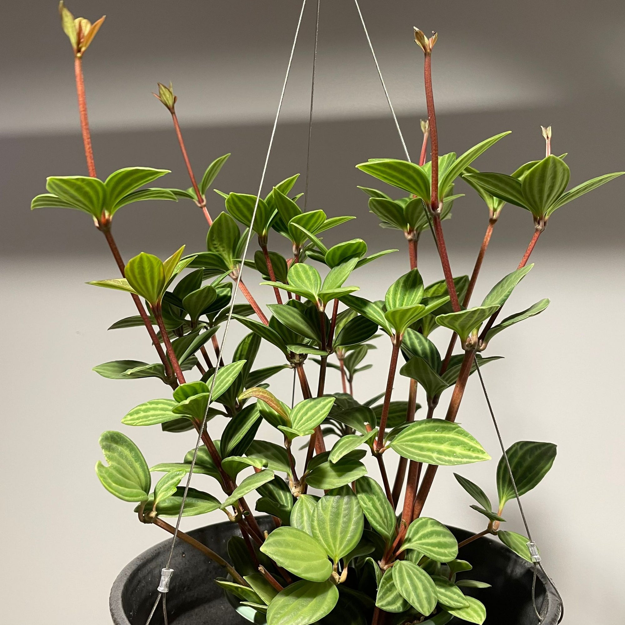 Peperomia pteolata ペペロミア プテオラータ