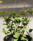 Peperomia pteolata ペペロミア プテオラータ