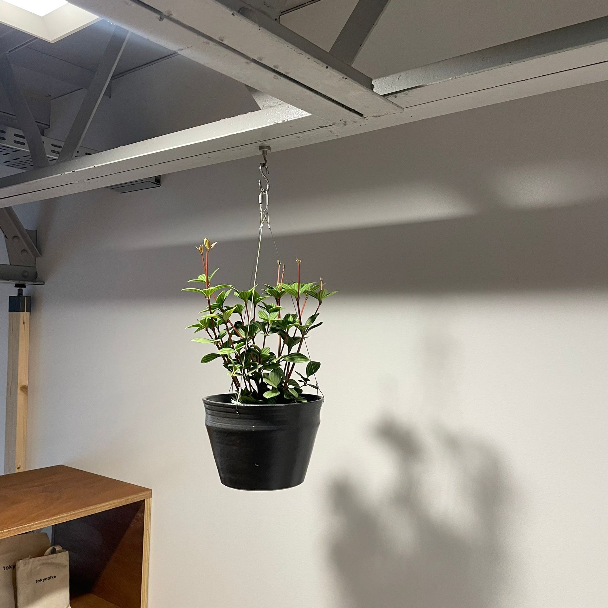 Peperomia pteolata ペペロミア プテオラータ