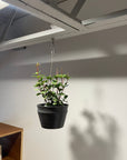 Peperomia pteolata ペペロミア プテオラータ