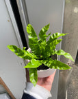 Asplenium nidus 'Emerald Wave' アスプレニウム・エメラルドウェーブ