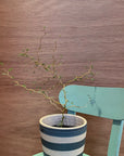 Sophora prostrata ‘Little Baby’ ソフォラ リトルベイビー Size 3