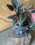Peperomia Emerald ripple peperomia ぺペロミア カペラータ