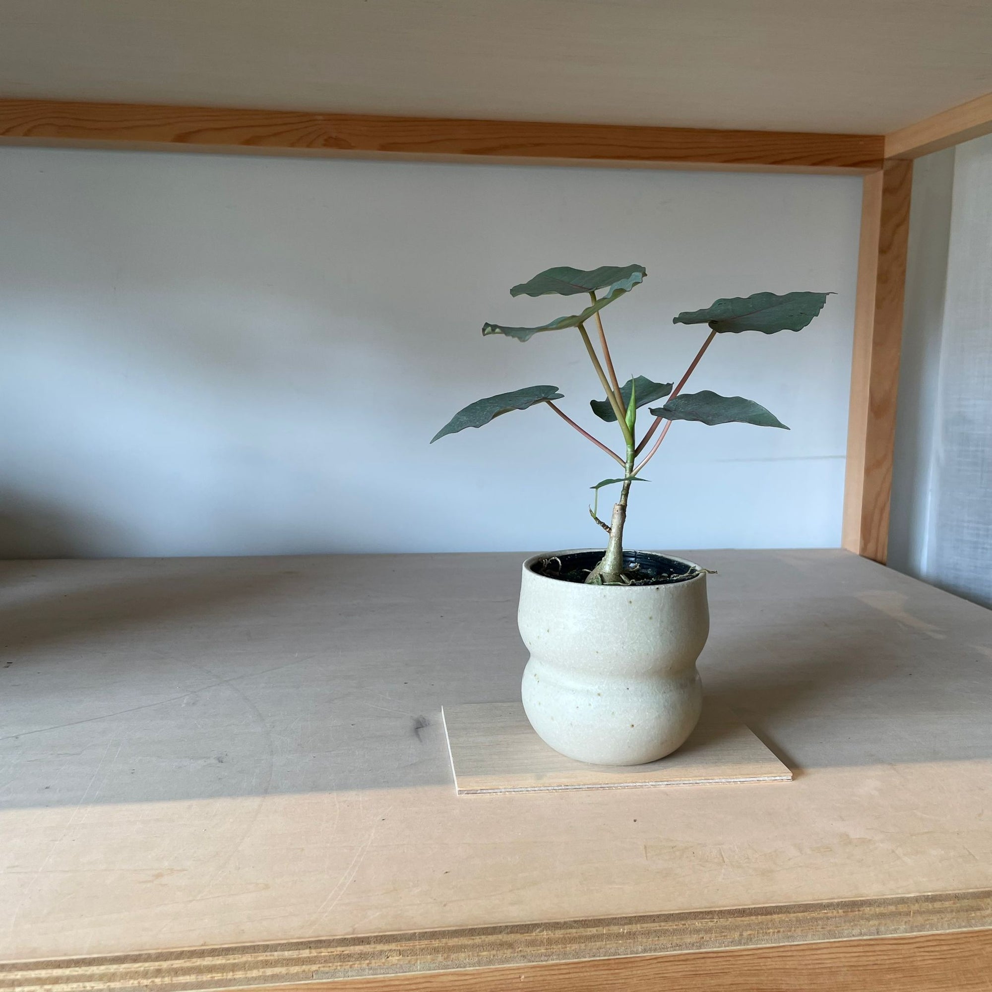 Ficus Petiolaris フィカス ペティオラリス