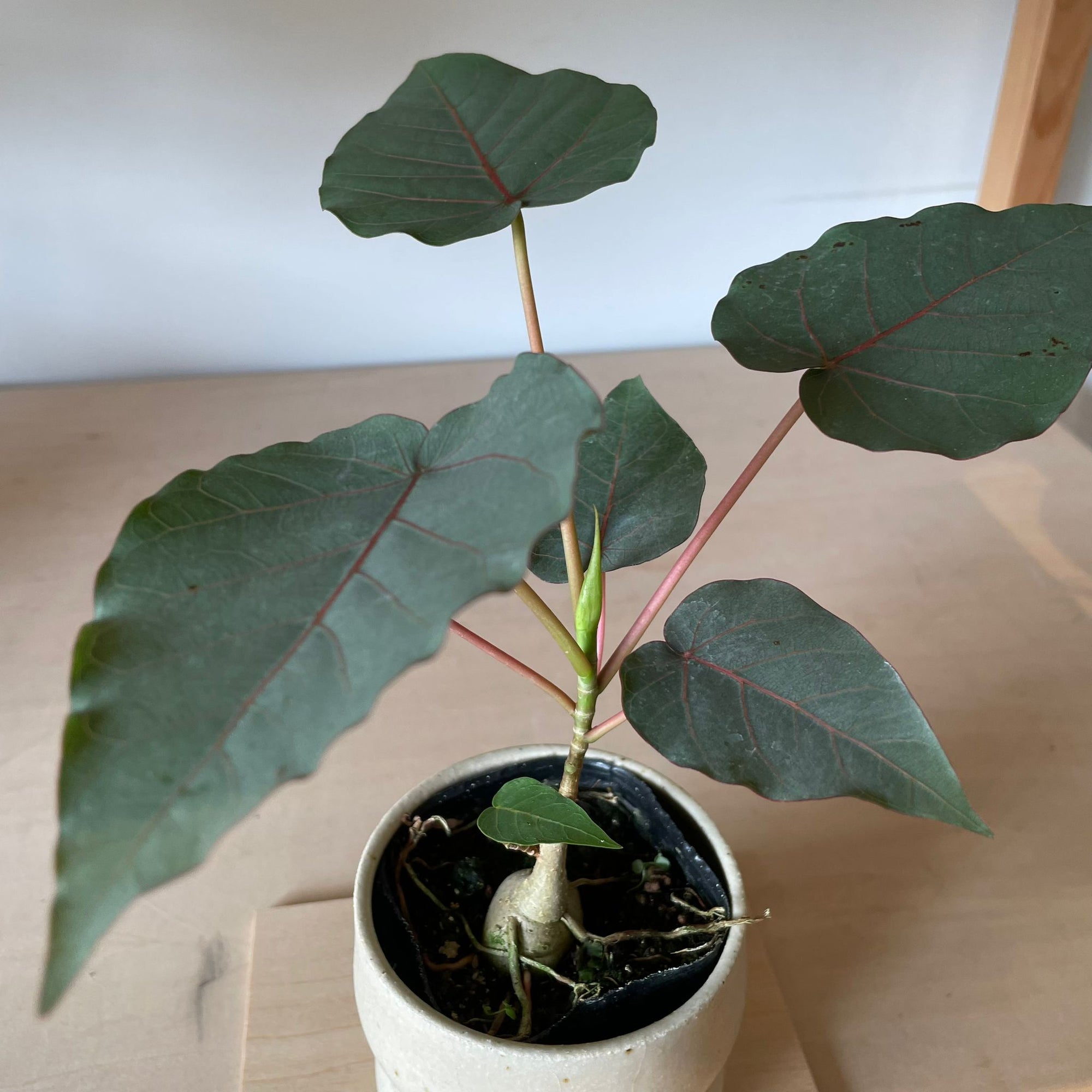 Ficus Petiolaris フィカス ペティオラリス