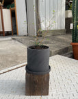 Essie Planter エッシ プランター